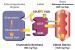 Abb. 1: Cholesterin-Balance