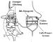 Abb. 2: Spiroergometrie - Ganzkrperimmersion