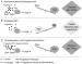 Abb. 1: Stre - Abortus - Endokrin-Immun-Verknpfung
