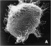 Abb. 5: Spermatozoon