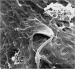 Abb. 10: Zona pellucida - Oozyte - Schwein