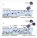 Abb. 1: Trophoblast turnover