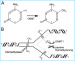 Abb. 1: DNMT - Methyl