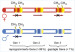 Abb. 2: Reprogrammierte - geprgte Gene