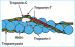 Abb. 1: Troponin-Komplex