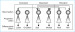 Abb. 3: Stammzellen - Transdifferenzierung