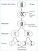 Abb. 2: Chromosome - Meiose