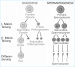 Abb. 4: Meiose - Oogenese - Spermatogenese