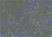 Abb. 4: Cx45-Immunhistochemie