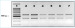Abb. 2: RT-PCR