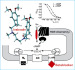 Aktuelles Bild - Abb. 1: Ivabradin - Wirkmechanismus