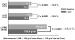 Abb. 5: Rilmenidin - LVMI - PWT - IVST