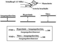 Abbildung 1: Endothelfunktion - Arteria brachialis