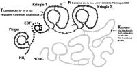 Abbildung 1: Tenecteplase - Biochemie