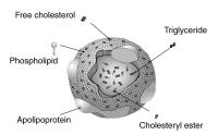 Abbildung 1: Lipoprotein - Struktur