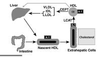Abbildung 2: Reverser Cholesterintransport