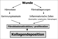 Abbildung 1: Kollagen-Plaques