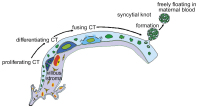 Abbildung 1: Trophoblast 