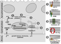 Abbildung 3: Trophoblast fusion