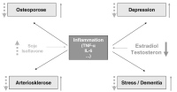 Abbildung 2: Alter - Estradiol - Testosteron
