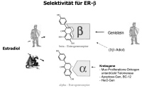 Abbildung 3: Estrogenrezeptor