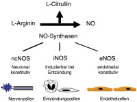 Abbildung 1: NO-Synthetasen