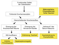 Abbildung 2: Osteoporose