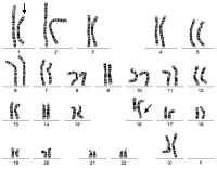 Abbildung 1: Female karyotype
