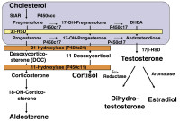 Abbildung 2: Adrenal steroidgenesis