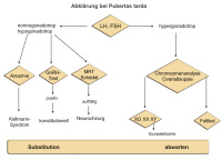Abbildung 1: Pubertas tarda