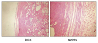 Abbildung 6: Histologisches Prparat