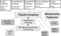 Abbildung 1: Spiralarterien - Invasion