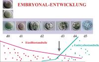 Abbildung 1: Embryonalentwickung