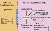 Abbildung 1: Pedersen/Freinkel-Hypothese