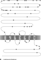 Abbildung 2: CaSR-Protein - Zellmembran