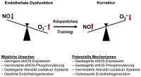 Abbildung 3: Endotheliale Dysfunktion