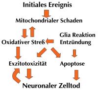 Abbildung 4: ALS - Pathophysiologischer Mechanismus