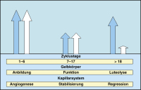 Abbildung 1: Expressionsprofile