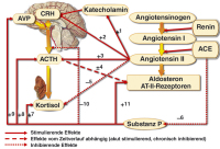 Abbildung 4: RAAS - HPA-Achse