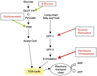 Figure 5: Cardiac metabolism