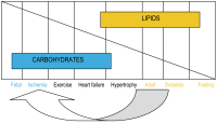 Figure 6: Myocardial Metabolism