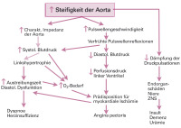 Abbildung 5: Steifigkeit - Aorta