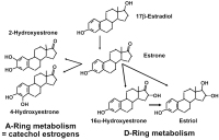 Abbildung 1: Estradiol metabolism