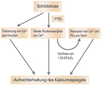 Abbildung 1: PTH