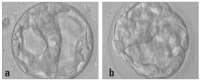 Abbildung 9a-b: Blastocyst