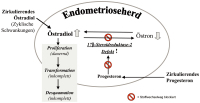 Abbildung 3: strogenstoffwechsel