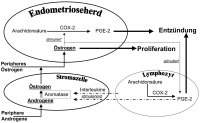 Abbildung 4: Endometriose