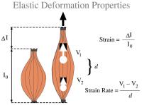 Figure 4: Athlet - Elasitizitt - Deformation