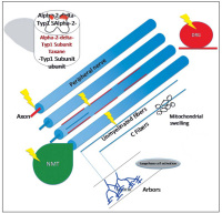 Figure 1: CIPN