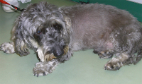 Abbildung 1: Hund - Haarkleidvernderung